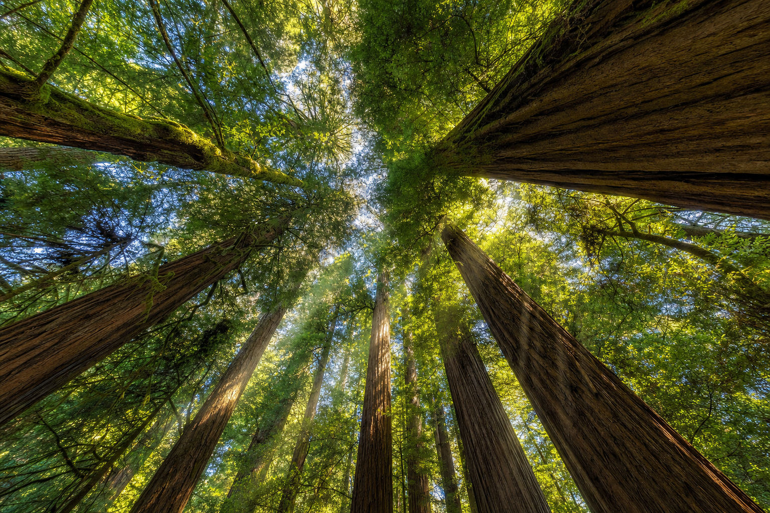 Forest canopy reaching upward